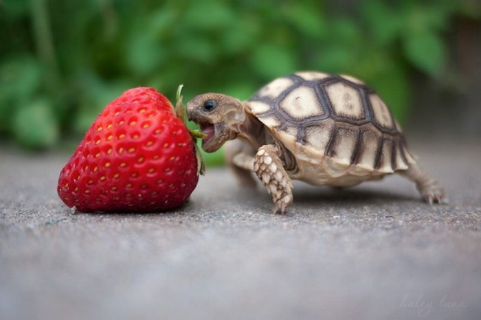 baby-turtle-eats-strawberry-big